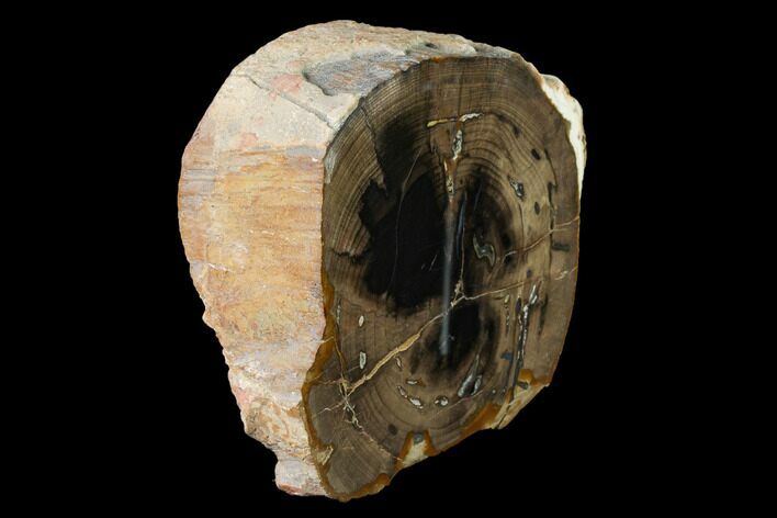 Polished Petrified Wood Section - McDermitt, Oregon #141471